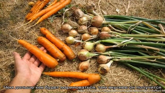 Рыба под маринадом из моркови и лука смотреть онлайн