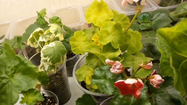 Как я собирала свою коллекцию пеларгоний. смотреть онлайн