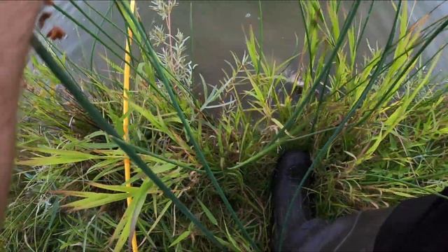 1 inch Gulp Minnow multi species pond fishing смотреть онлайн