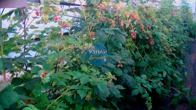 Малина Маравилла описание сорта -секреты посадки и ухода смотреть онлайн