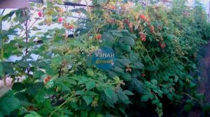 Малина Маравилла описание сорта  -секреты посадки и ухода