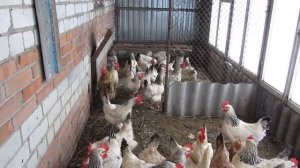 Выбираем  одну из самых лучших мясояичных пород курицу-несушку!