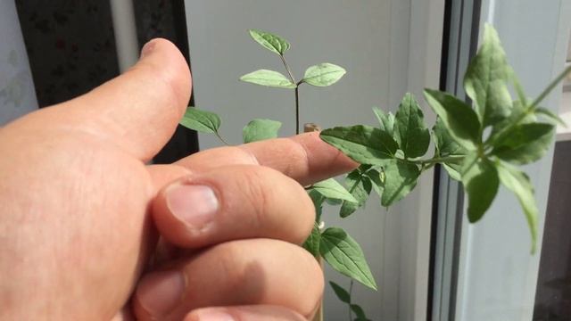 Клематис жгучий результат выращивания из семян
