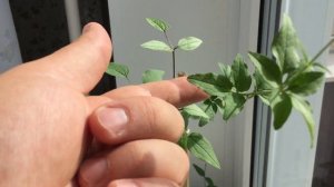 Клематис жгучий результат выращивания из семян