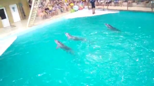 Влог. Пошли с отрядом на экскурсию (Дельфинарий)--"Геленджик" смотреть онлайн