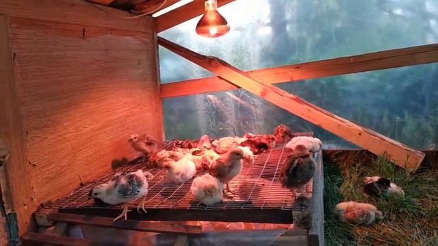 Маленькие цыпы.Ясельки для цыплят. Первая ночь на улице. Как все устроено? смотреть онлайн