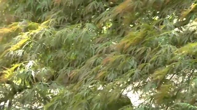 Сура 17. الإسراء Аль-Исра' (ночной перенос) смотреть онлайн