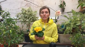 Примула: уход в домашних условиях