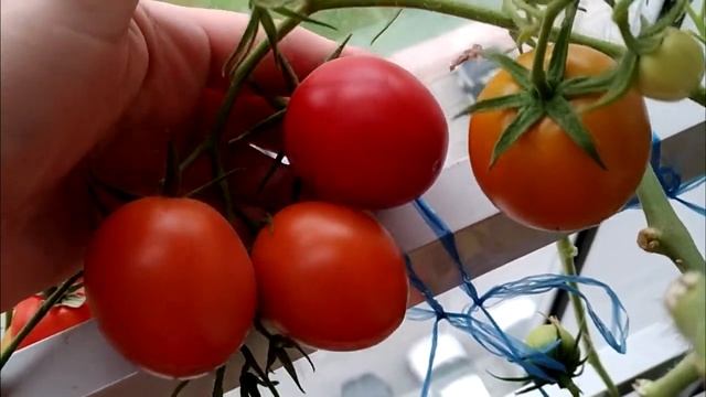 Сомма помидоры для балкона смотреть онлайн