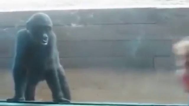 Девочка играет с детенышем гориллы смотреть онлайн