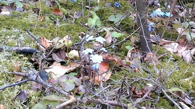A bee visits flowers of liverleaf (Hepatica nobilis). смотреть онлайн