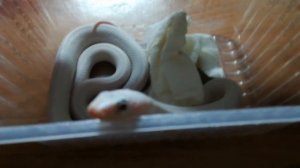 Мои первые змеи. Обсолета леуцист. Техасский полоз. Скай