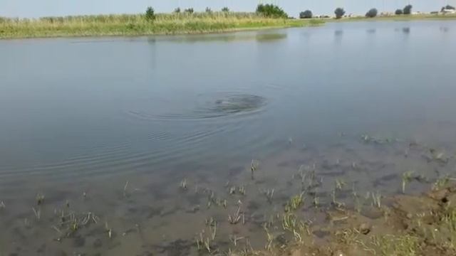 рыбалка река Кигач. Сазан. смотреть онлайн