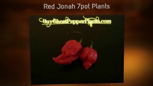 Moruga Scorpion Plants, Bhut Jolokia Ghost Pepper Plants, and Trinidad scorpion смотреть онлайн