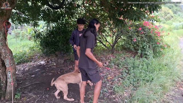 CARA MELATIH OBIDIENCE ANJING ALA MANG BEBEN ‼️ GAMPANG BANGET CARANYA MASBRO ‼️ смотреть онлайн