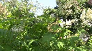 РЯБИННИК  В САДУ! КУСТАРНИК СОВСЕМ НЕ ТРЕБУЕТ УХОДА  НО КРАСАВЧИК!