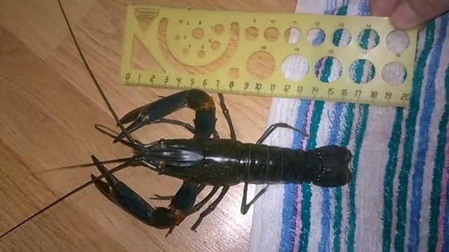 Замеры веса и длины моего самого большого АККРа смотреть онлайн