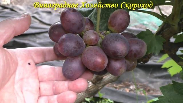 Виноград 2022. Мустанг - сигналки смотреть онлайн