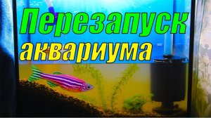 Перезапуск проблемного аквариума! [Как это делаю я]