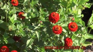 Проверенный сорт циннии:  "Красный лиллипут"