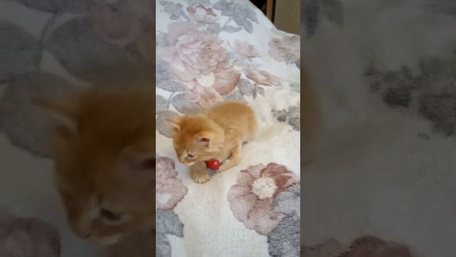 Утренняя зарядка Боси. 26 мая 2018г. смотреть онлайн