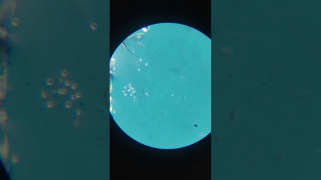 видео, как кристаллы соли растворяются в воде ( увеличение ×10) смотреть онлайн