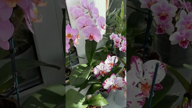 Орхидеи на солнце это кайф ☀️🌿🌈#orchids #phalaenopsis #орхидеи #фаленопсис смотреть онлайн