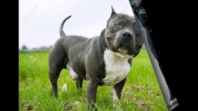 Bully kutta VS Pitbull | Who Win The Fight ? | #Dogsfights | Challange in Hindi - Dogs Biography смотреть онлайн