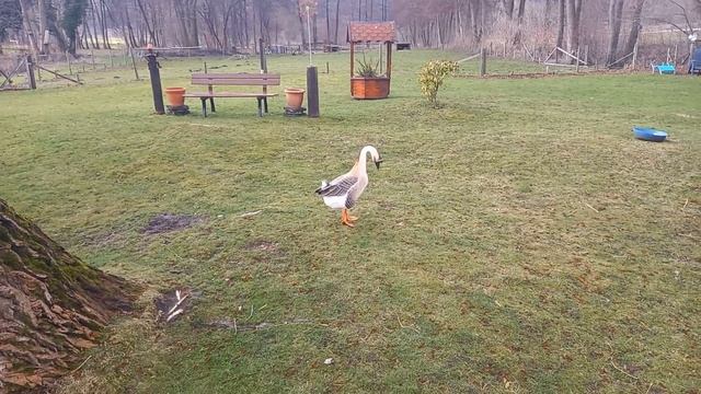 ВЛОГ РАБОТАЕМ НА ДАЧЕ/ ГЕРМАНИЯ смотреть онлайн