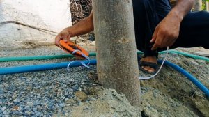 #павлония.  Павловния   Дарахти   Канчалик   Тез   Семирмок,да   ?????