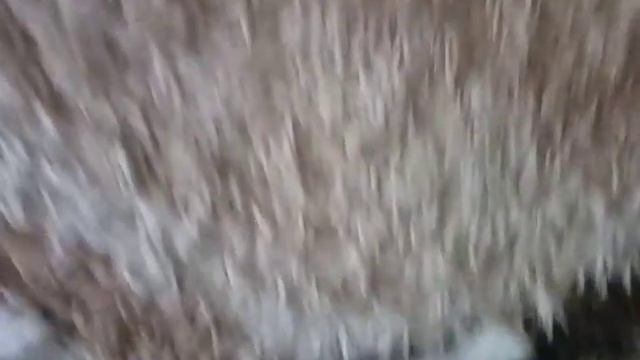 Буянит щенок фокстерьера, наглеет смотреть онлайн