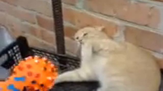 кот боится игрушку смотреть онлайн
