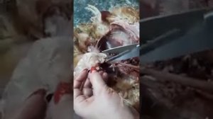 Вскрытие курицы