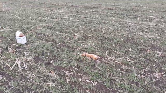 Борьба с грызунами на посевах озимой пшеницы. смотреть онлайн