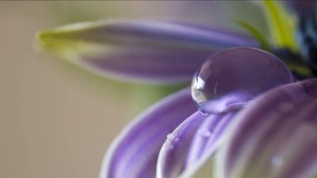 Эмоциональный взаимообмен, еще одна грань телепатического общения.