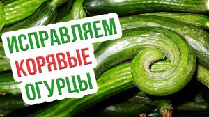 Почему огурцы растут крючком? Неправильная форма огурца - чего им не хватает?