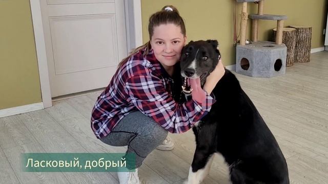 Липтон приют в Москве смотреть онлайн