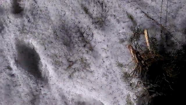 Самодельные снегоступы из елового лапника смотреть онлайн