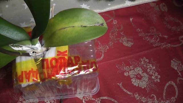 Ontsidium Pupukeya и орхидеи по 100руб. смотреть онлайн