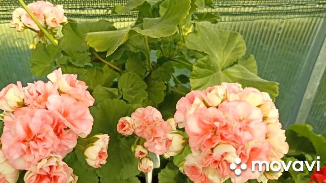 ОСЕННЕЕ ЦВЕТЕНИЕ МОИХ КРАСОТ // ВАЦАП ДЛЯ ЗАКАЗА КАТАЛОГА 8-915-245-81-59 ПИСЬМЕННО смотреть онлайн