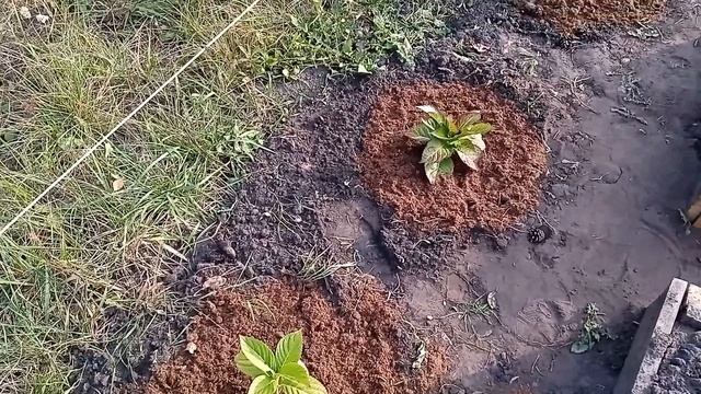 Новинки на моей даче, живая изгородь от соседей из роз и гортензий
