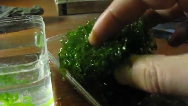 Round Pellia - Lomariopsis lineata una pianta versatile, semplice e poco esigente смотреть онлайн