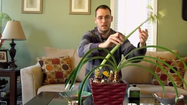 Growing Amaryllis - What to do after Flowering смотреть онлайн