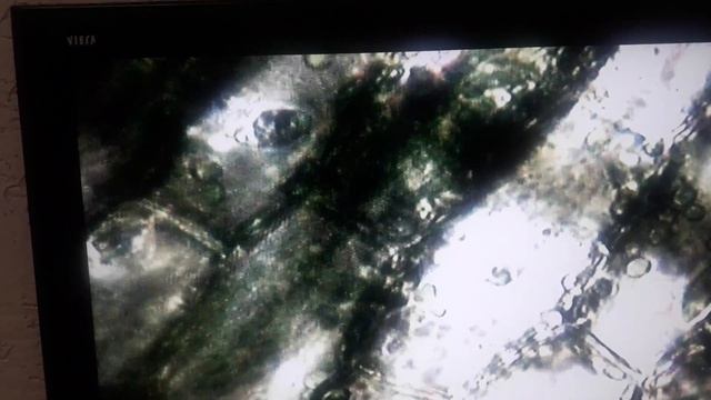 Узучение растительной клетки