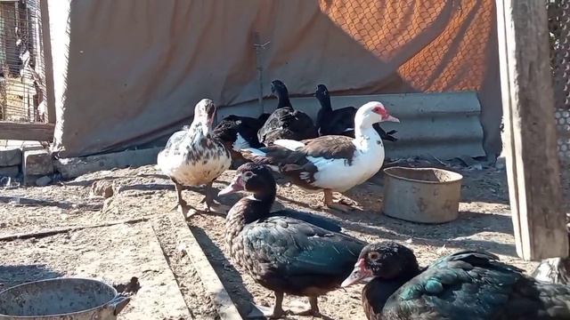 Ну повезло же селезню! Хотела от него избавиться, а тут такое... смотреть онлайн