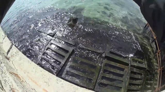 Ловля бычка и рыбы собаки на Черноморском побережье. смотреть онлайн