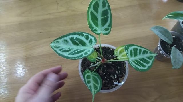 Цветочные новинки с выставки. смотреть онлайн