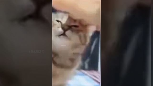 как безопасно погладить агрессивного кота смотреть онлайн