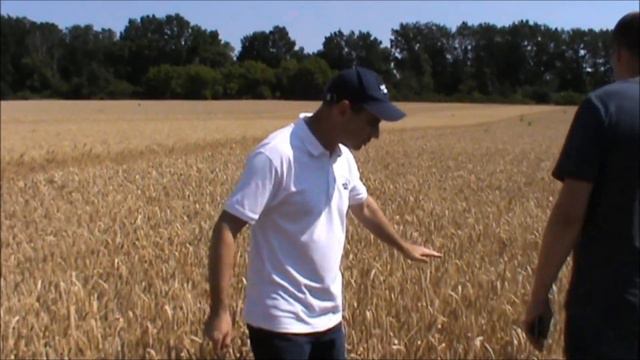 Высокоурожайные сорта озимой пшеницы от "Saaten Union" для засушливых зон выращивания смотреть онлайн