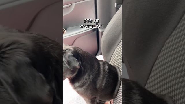 КАК ЭТО ВОЗМОЖНО!!?? смотреть онлайн